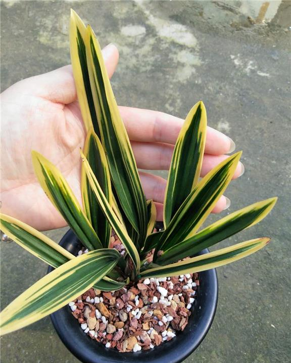 金边墨兰红神荷兰界的新宠,花叶俱美,色彩绚烂,百看不厌