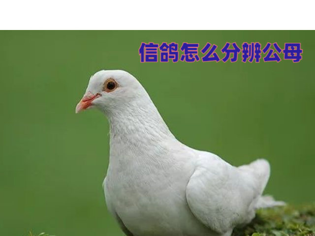 信鸽怎么分辨公母
