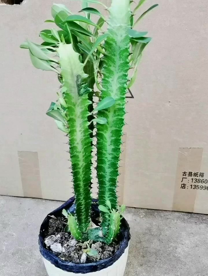 龙骨嫁接虎刺梅!