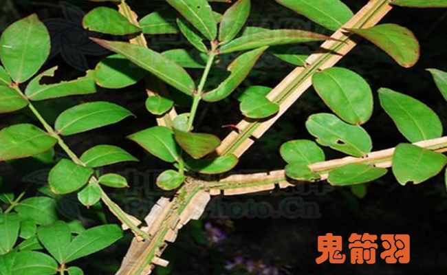 鬼羽箭和鬼箭羽的区别