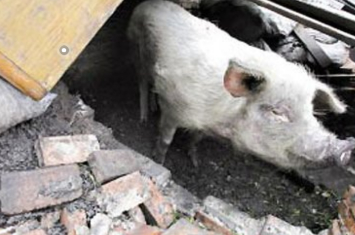 纪实:汶川地震中被埋废墟36天获救的"猪坚强",死后被做成标本