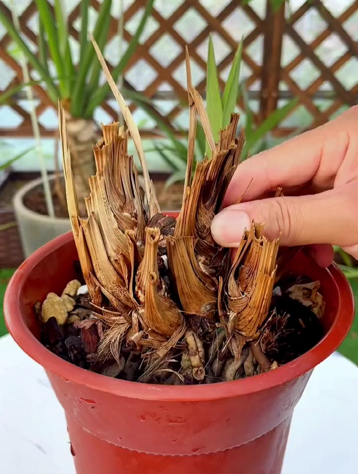 兰花叶片枯萎芦头发黑烂根怎么办