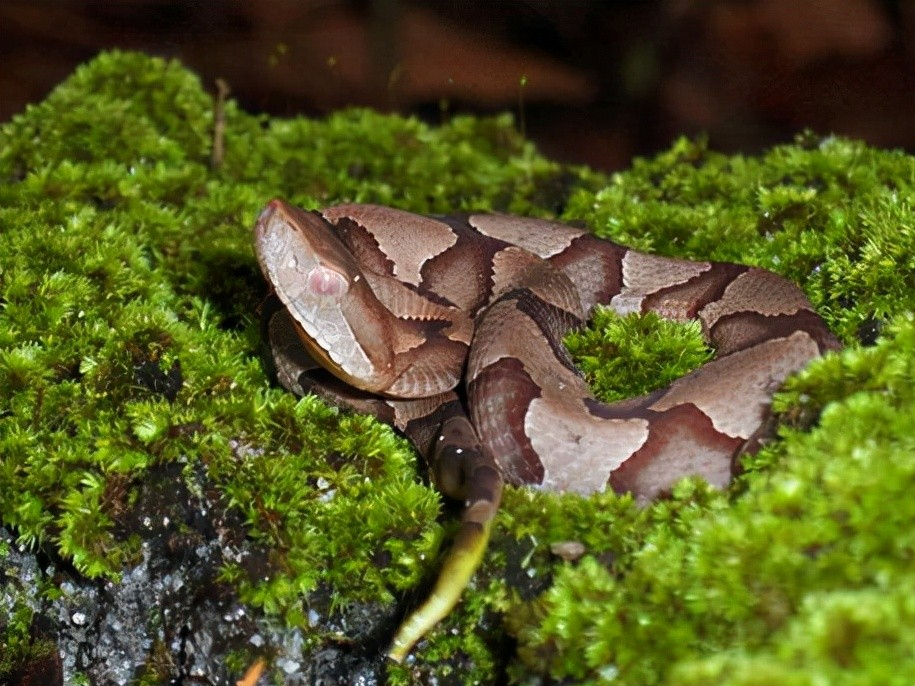 双线蝮蛇捕食真是格外特别用自己尾巴模仿虫子来诱骗猎物上当