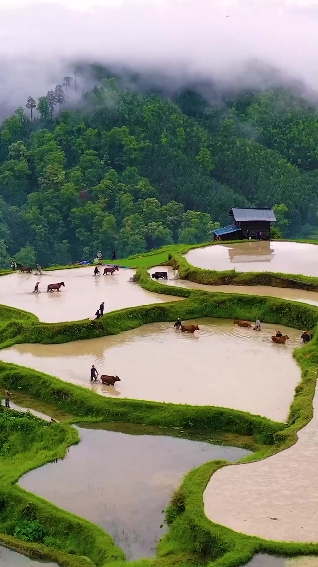 高空中拍到的一幕,这黄牛拉犁的场景,简直是太壮观了!