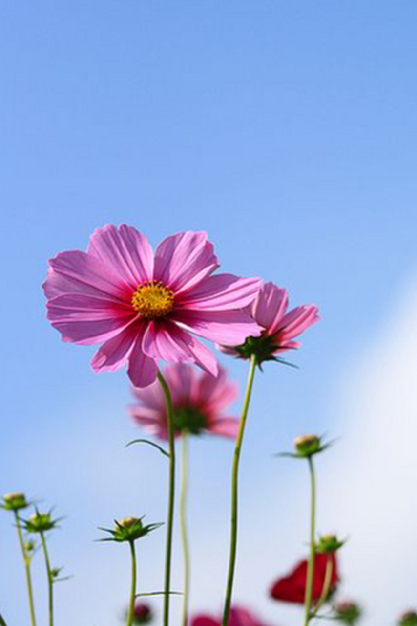 清新壁纸,蓝天之下的花朵