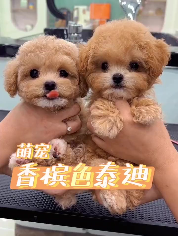 推荐两只垂耳香槟色泰迪,你们喜欢左边的还是右边的呀