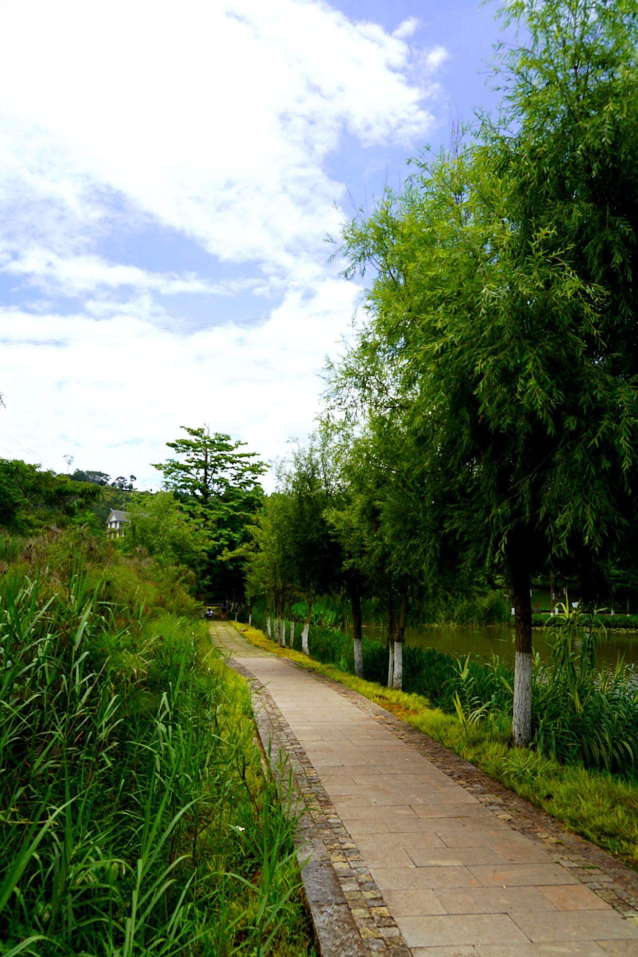 云南普洱洗马河湿地公园