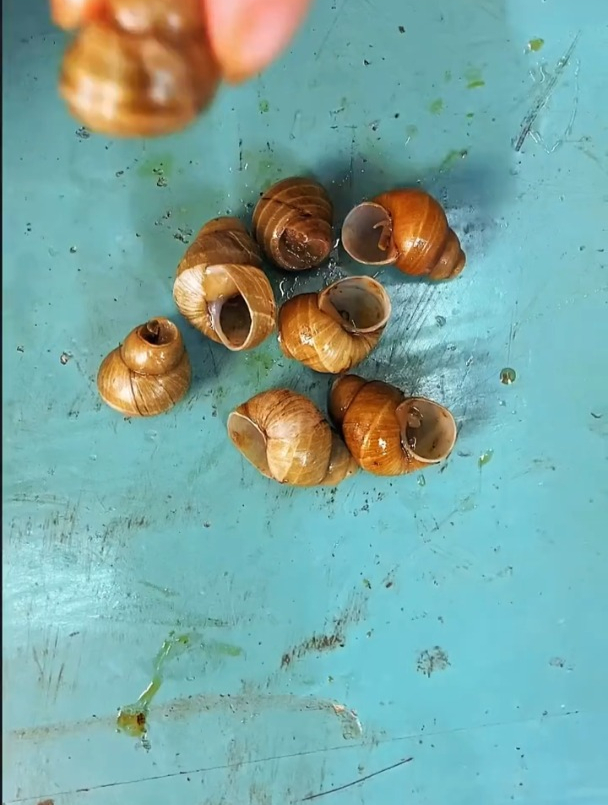 还记得小时候吃过的田螺什么味道吗?怀念童年的味道-度小视