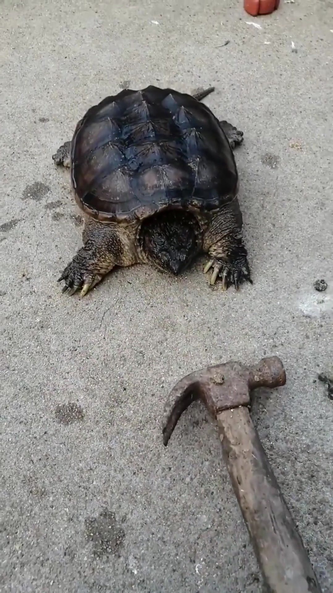 鳄龟大个草率了,就听见咔嚓一声,大哥这牙还好吗?