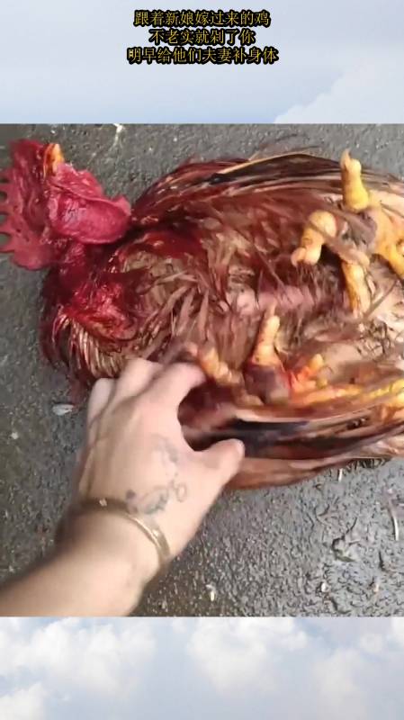 跟着新娘嫁过来的鸡,不老实就剁了你,明早给他们夫妻补身体!