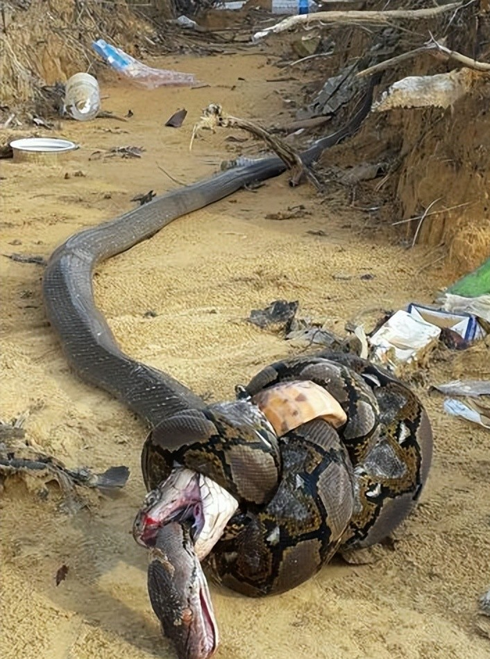 眼镜王蛇可以免疫其它毒蛇的毒液为什么不能免疫自己的毒液