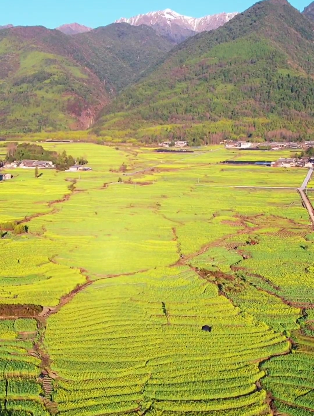 腾冲界头油菜花图片