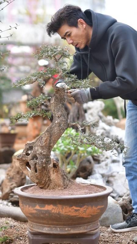 尖叶木樨榄《录品记-盆景李相录》-度小视