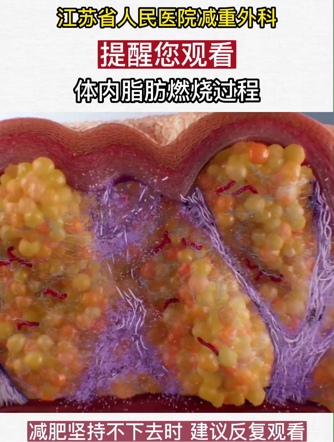 体内脂肪燃烧过程