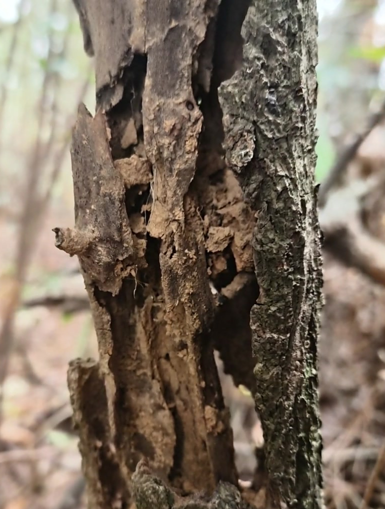 树枯枝亦朽,蛀虫不知休