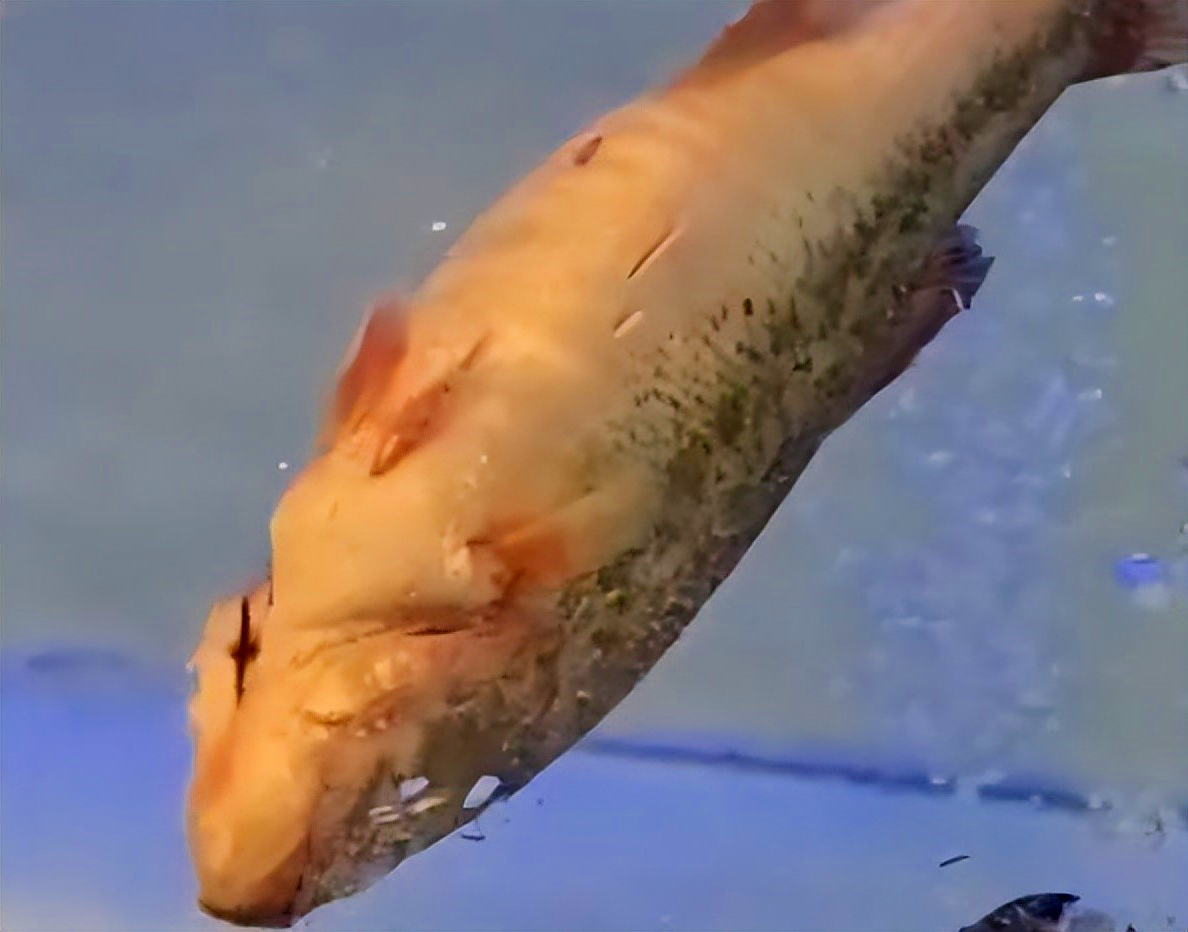 一本正经忽悠人?广东超市售卖仰泳鲈鱼15元两条,男子看后不淡定