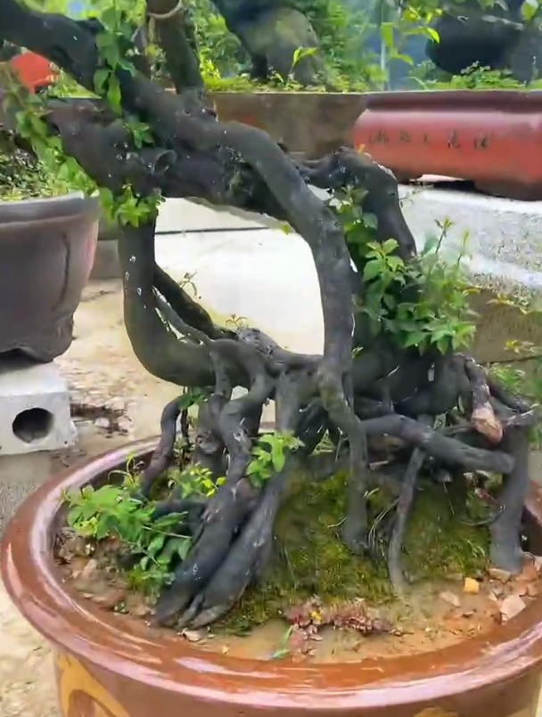 根艺四季小黄果 金弹子