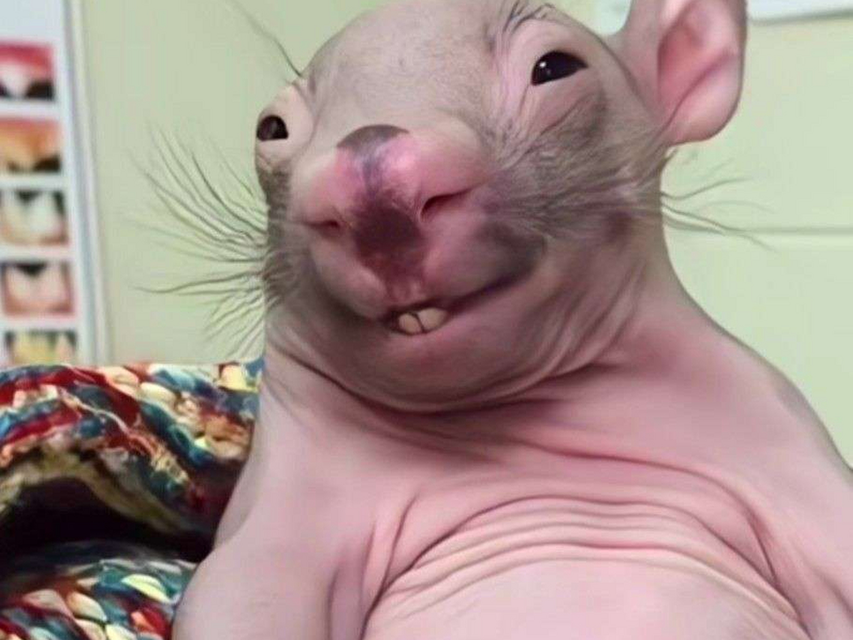 北方的耗子vs南方的耗子