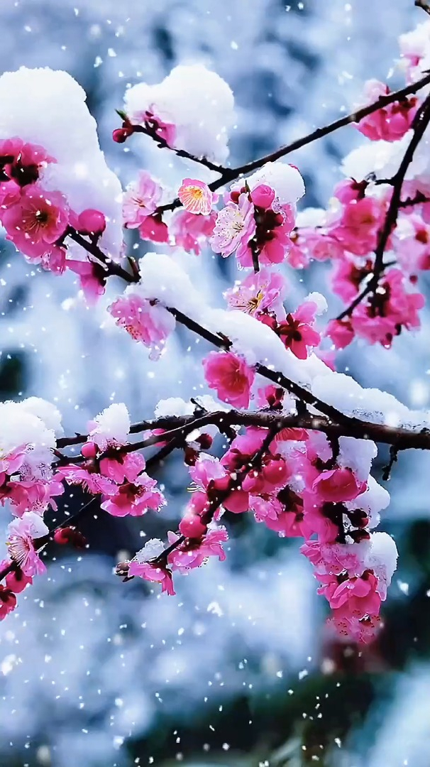 欣赏风景治愈:梅花含情醉白头,飘雪不解心中愁.人生难得-度小视