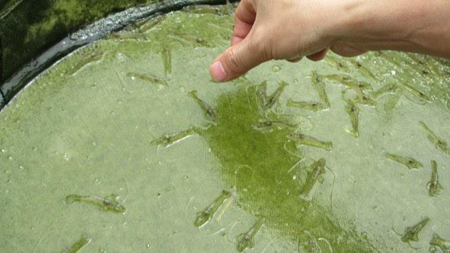 虾塘蓝藻处理方法