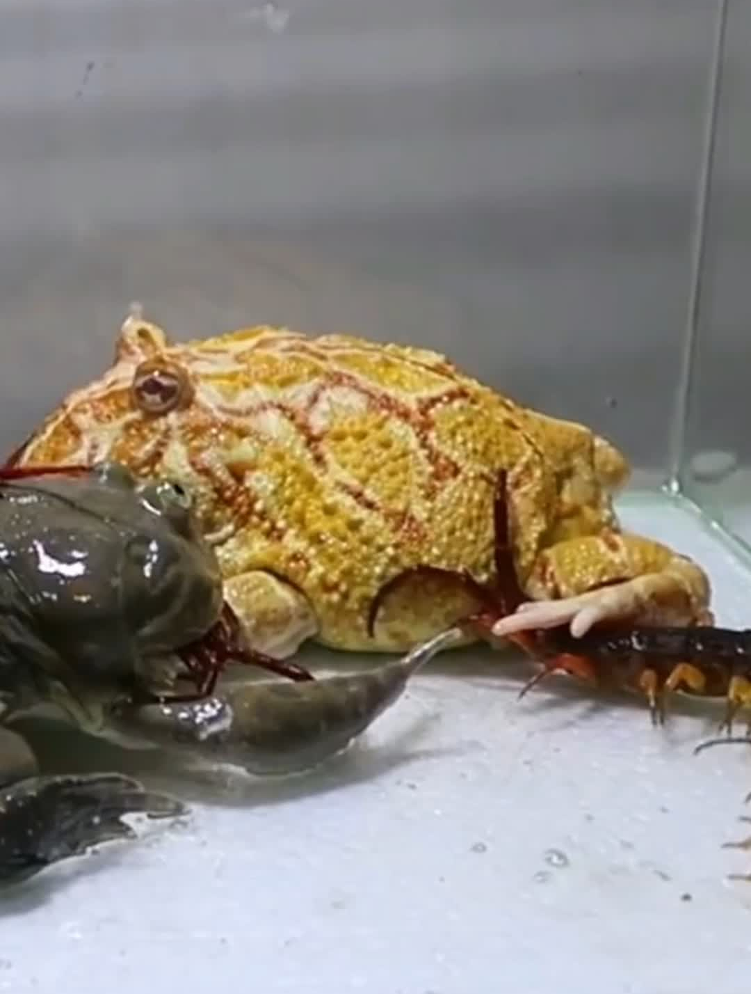 3条巨人蜈蚣大战角蛙和小丑蛙,你认为谁会赢呢?-度小视