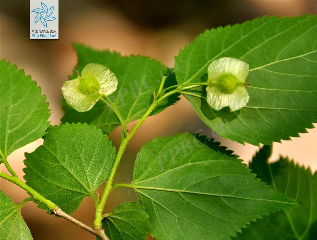 "谈檀":国家二级保护植物——青檀的园林用途和市场前景分析