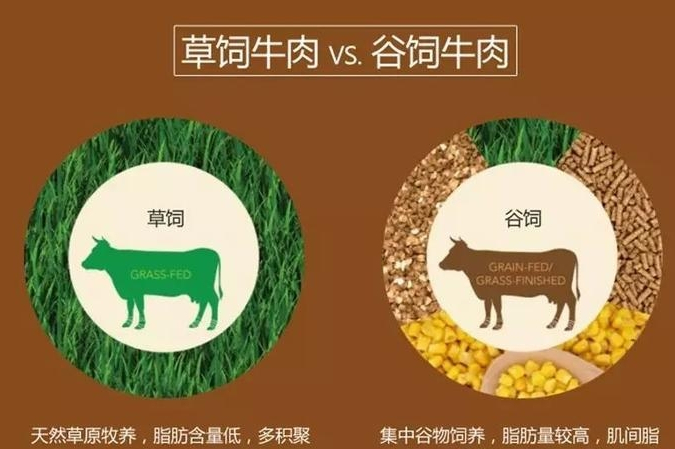 草饲牛贵还是谷饲牛贵