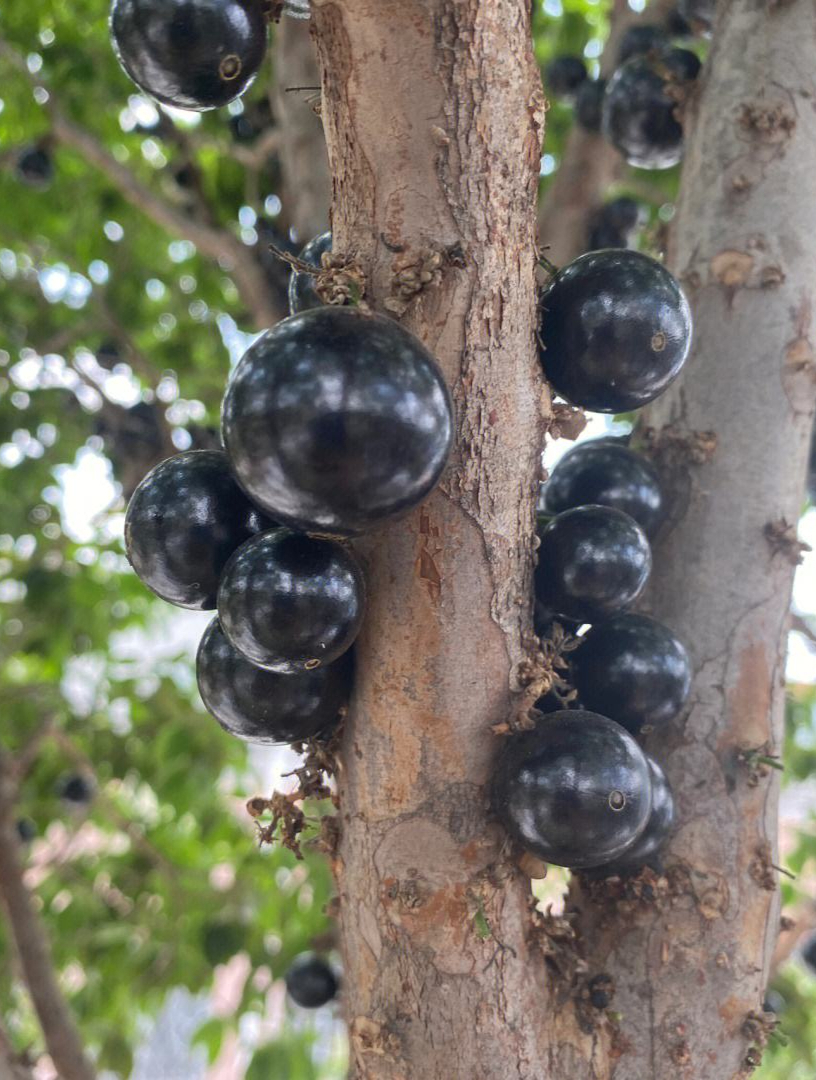 东莞10年嘉宝果树苗价格