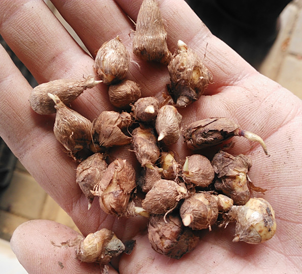 4种漂亮花,适合现在种,好养又独特,适合新手