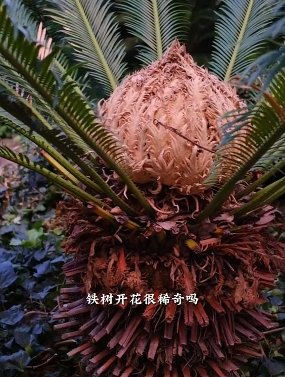 铁树开花很常见但种子可是有毒的不能吃哦