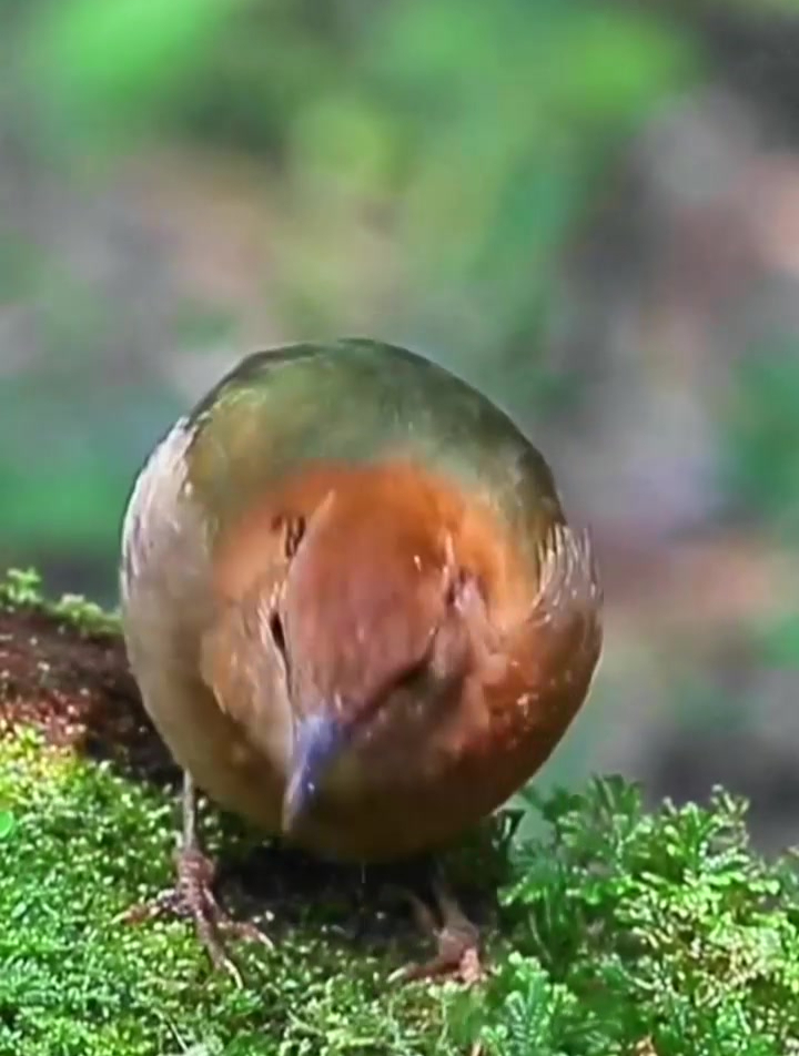 栗头八色鸫 相约在泰国北部及中北部山区冬春季-度小视