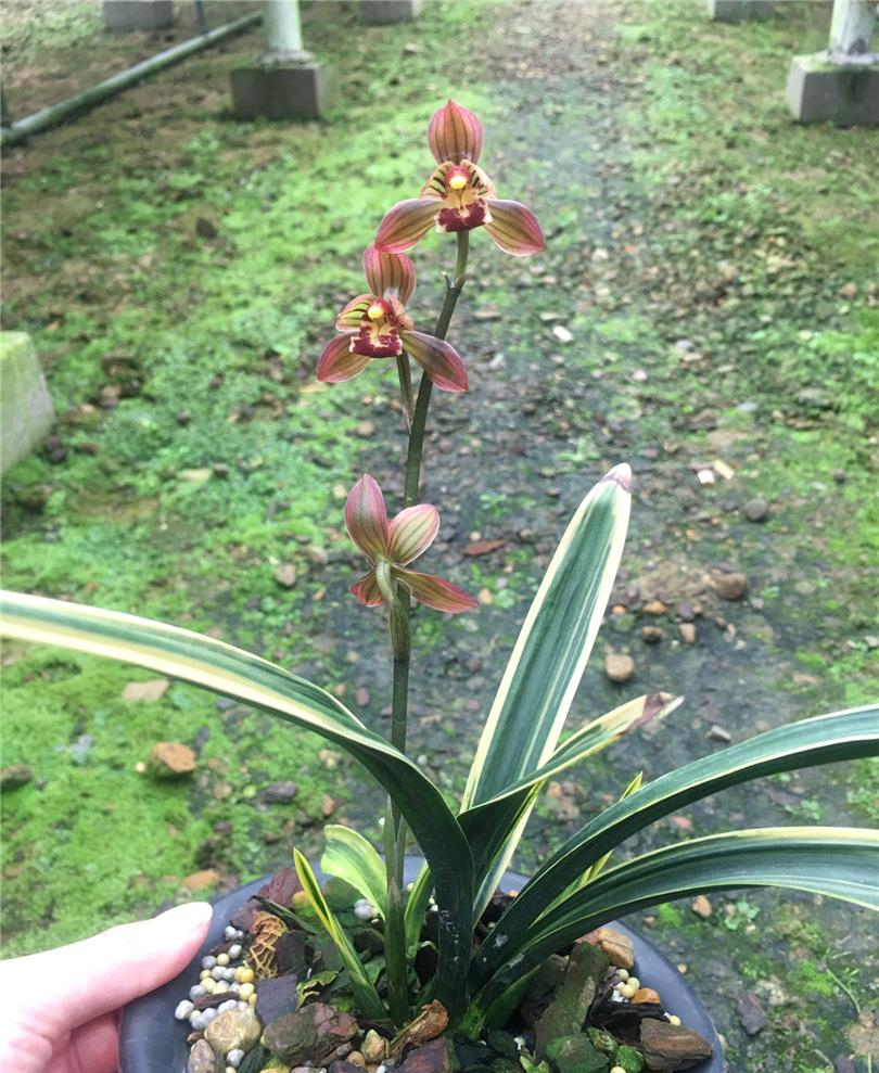 金边墨兰红神荷,花叶俱美,比茶花还漂亮,养护起来还轻松不费心