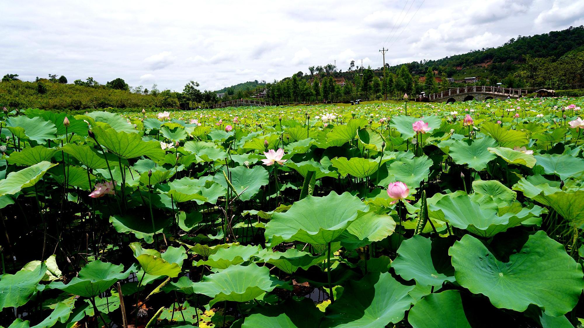 云南普洱洗马河湿地公园