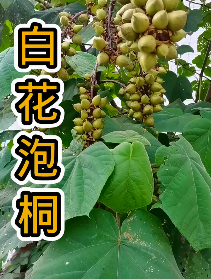 泡桐根的药用价值图片