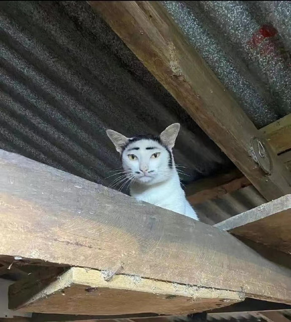 第一次在一只猫的身上看到了猥琐