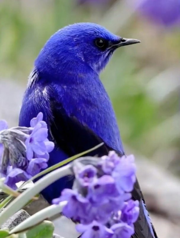通过镜头,近距离欣赏蓝大翅鸲的美-度小视