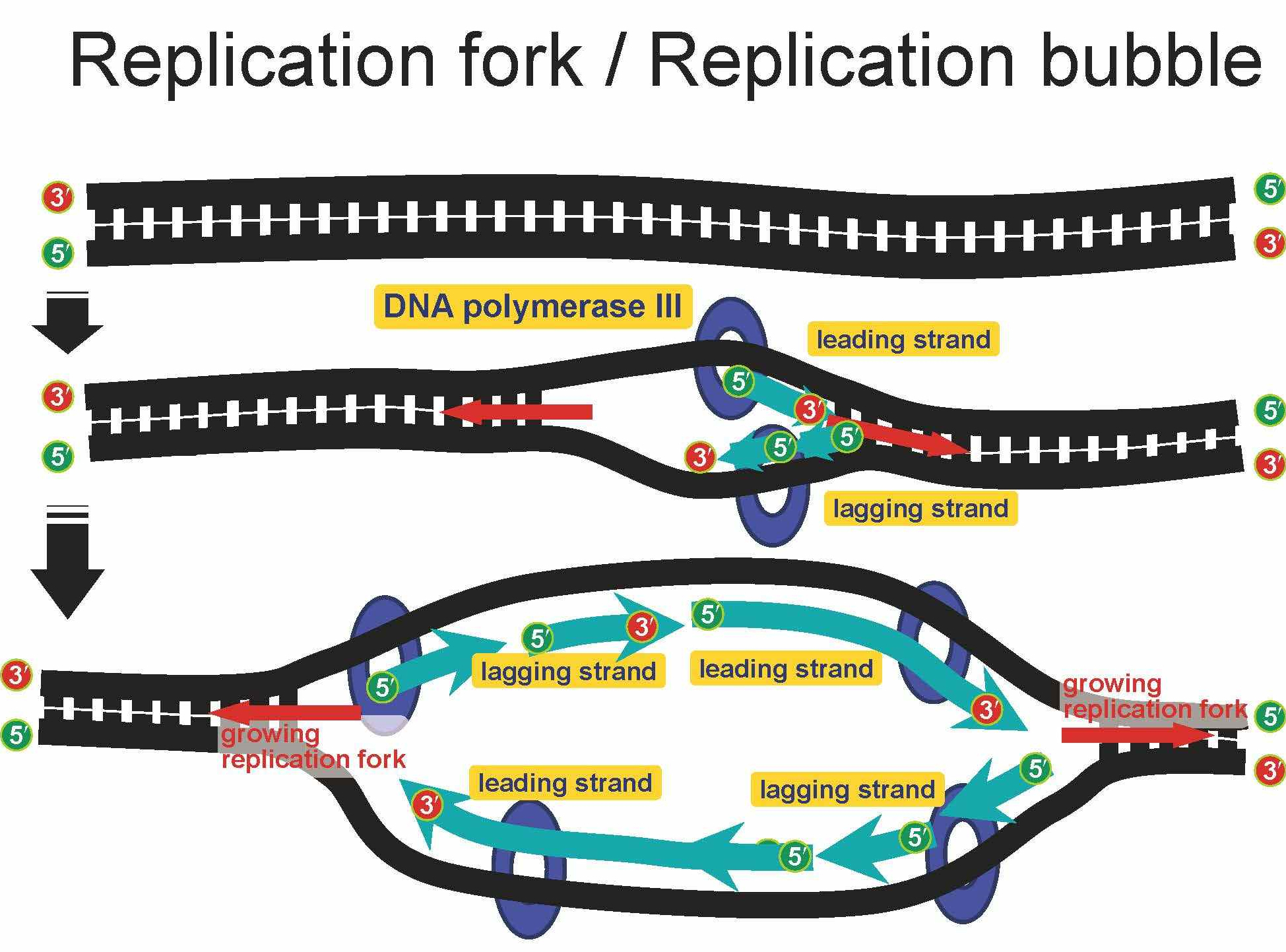 细胞中的解旋酶,是如何进行atp合酶里的各种核酸反应的?