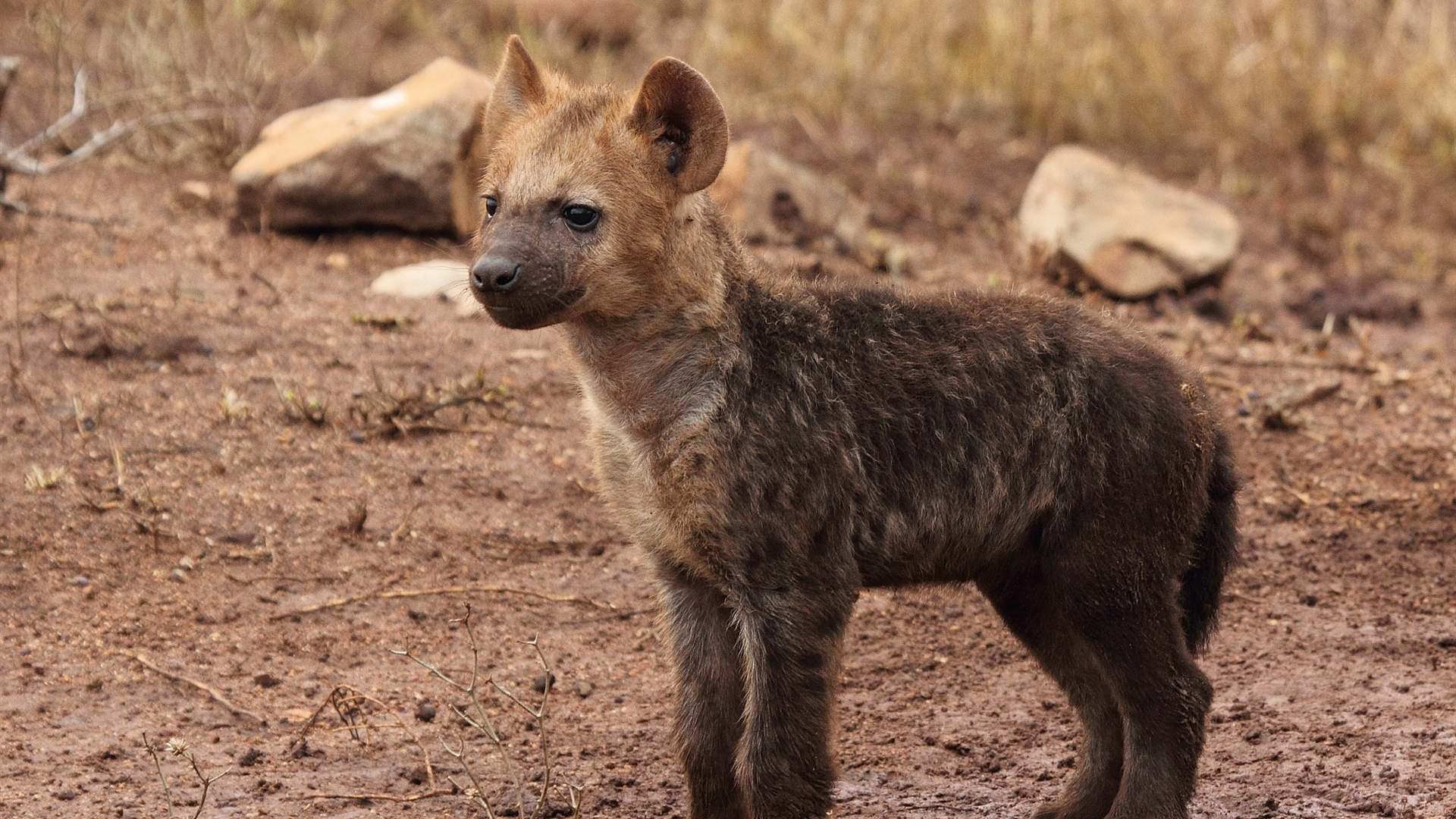 为什么鬣狗对掏肛情有独钟?人类遇到它,蹲下捡石头有用吗?