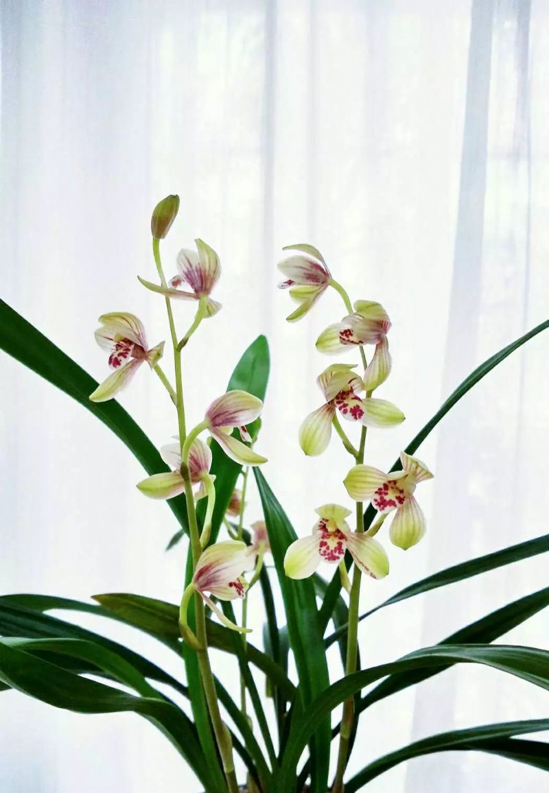 它是建兰八大名品之一,花型工整,芳香四溢,端庄典雅,建兰君荷