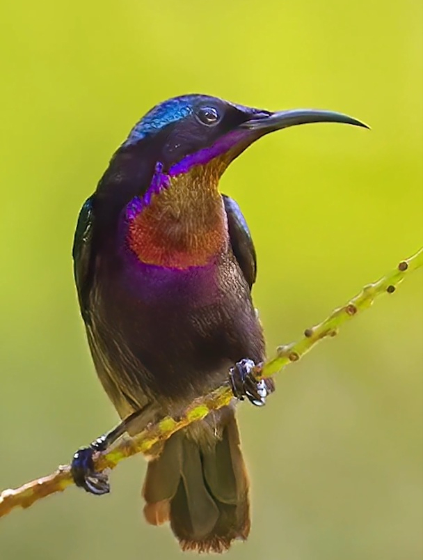 拍摄到了一组铜喉花蜜鸟,色彩非常的艳丽,颜值很美