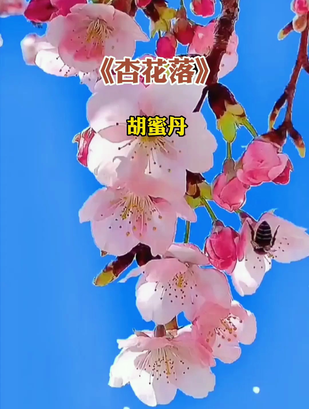 杏花落原唱图片