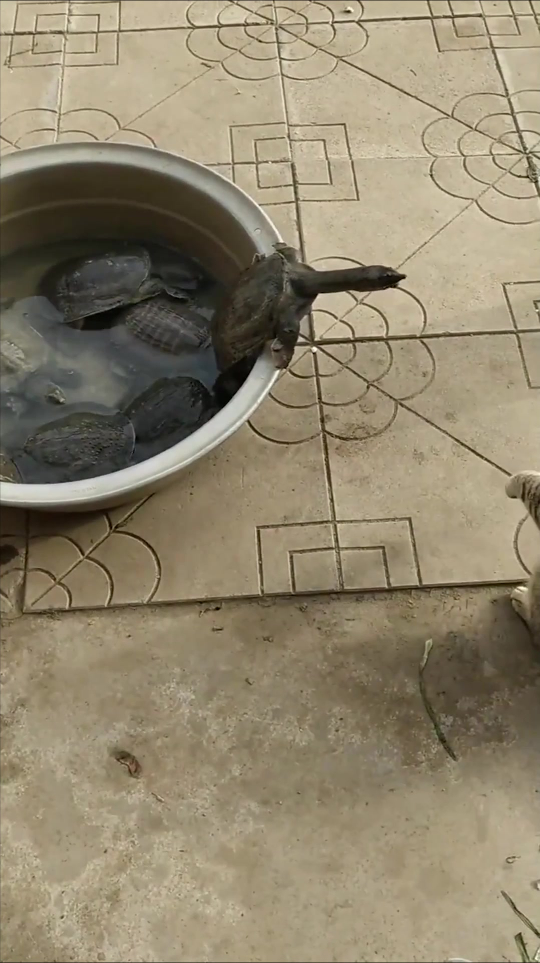 猫咪大战甲鱼捕鱼高手遇上王八这下是碰到硬茬了