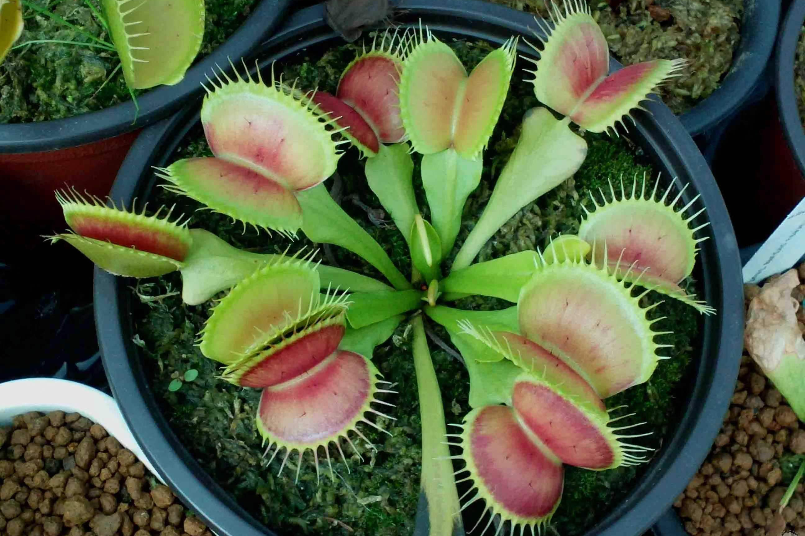捕蝇草如何捕食昆虫?它是如何分辨捕获的是昆虫而不是杂物的?