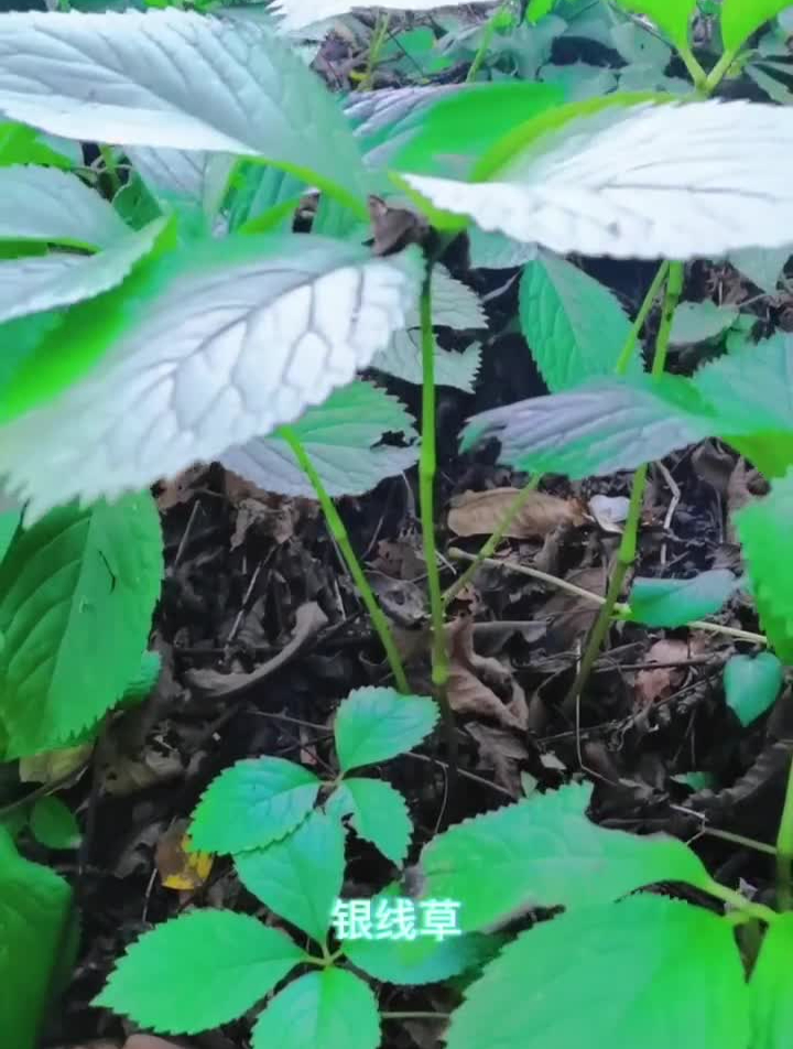 银线草,金粟兰科,金粟兰属多年生草本植物,也叫四块瓦植物科普-度小视