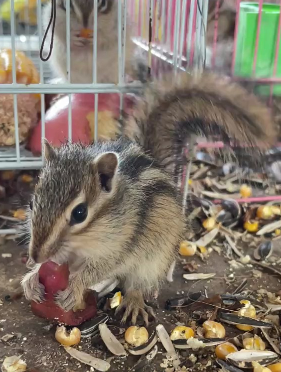 金花小松鼠会独立吃食物的,会晃动小尾巴,家人们觉得可爱吗?