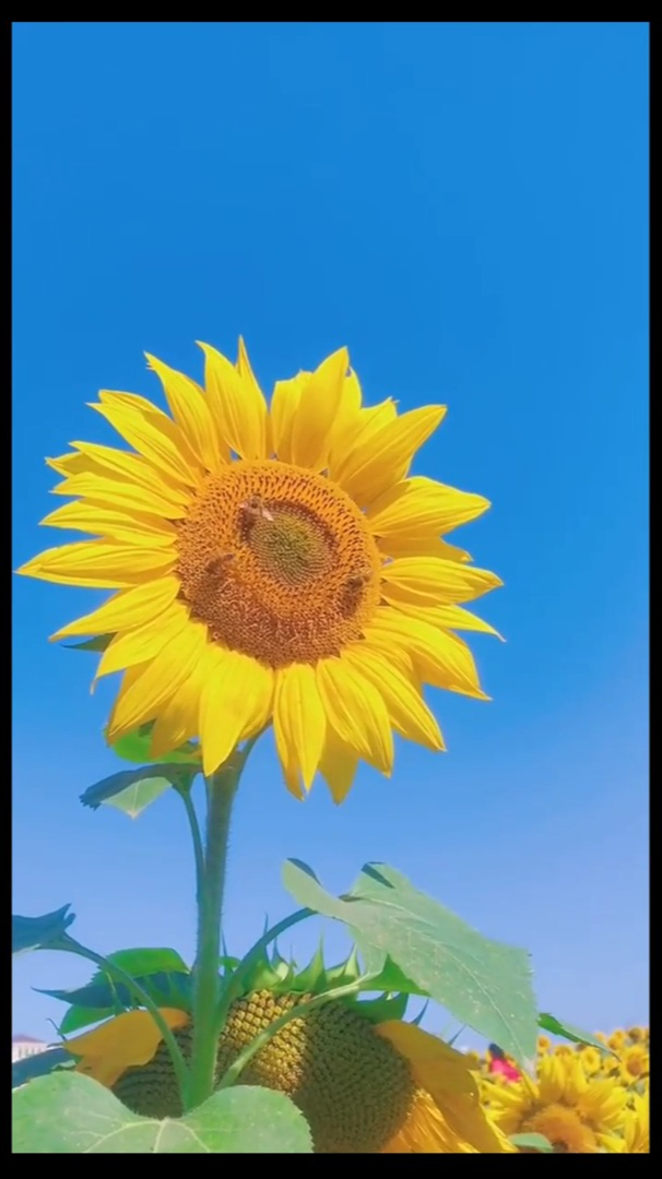 一朵向日葵背对太阳图片