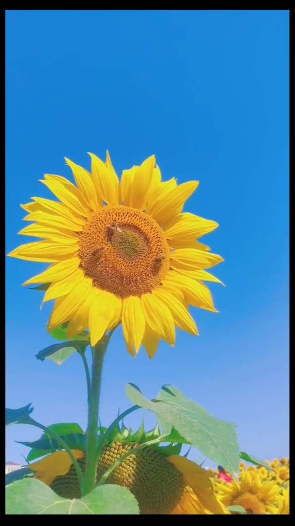 欣赏治愈风景:做一朵向日葵,面朝太阳,心纳阳光