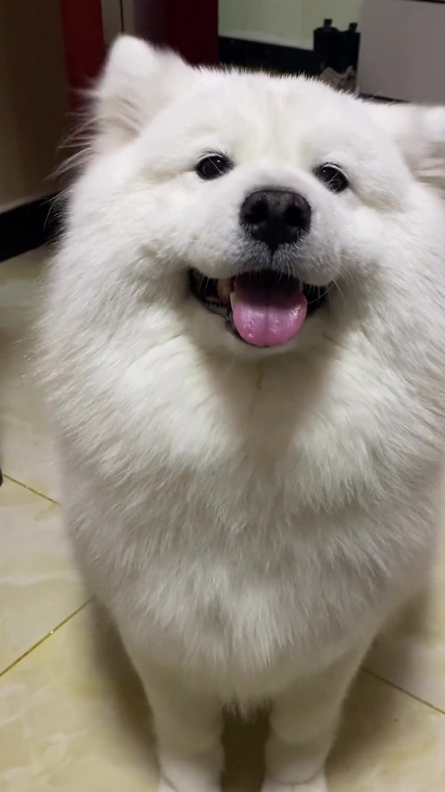 谁会拒绝一只耳朵会动的萨摩呢