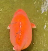 济南趵突泉的鱼"胖"上热搜!网友慌了:原来游泳真不减肥