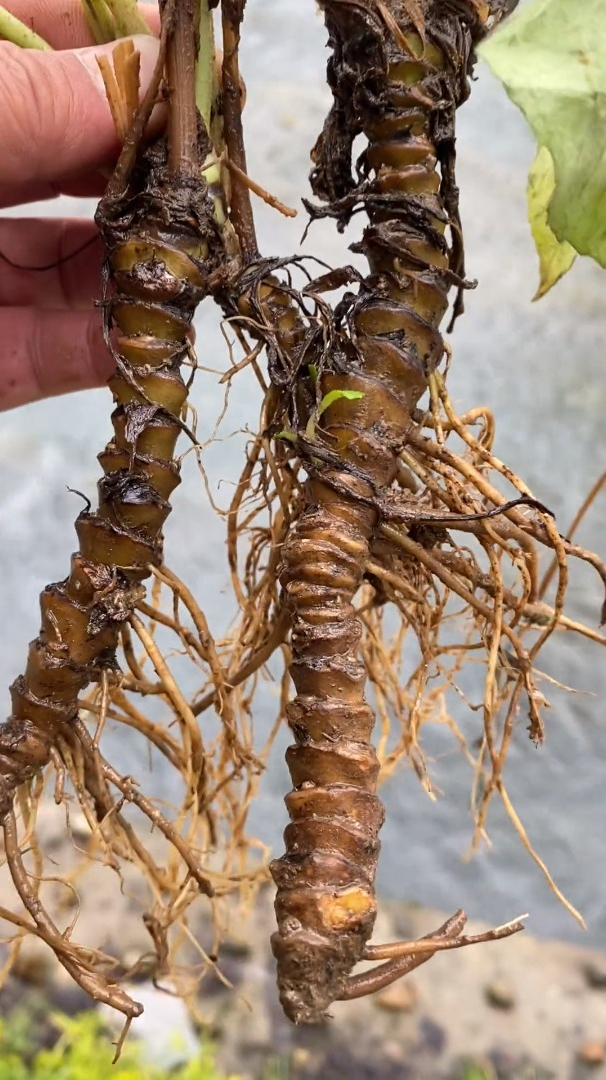 蜘蛛香 又称 蜘蛛草 大家见过没……-度小视